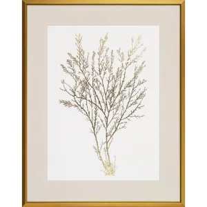 Gold Foil Algae